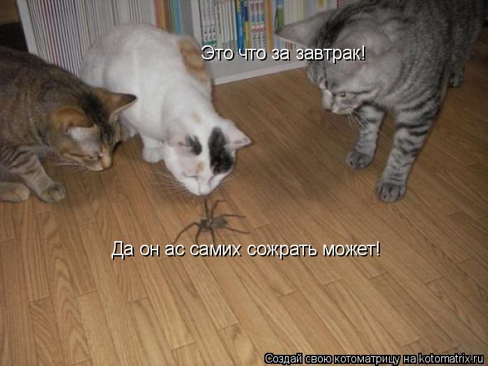 Котоматрица: Это что за завтрак! Да он ас самих сожрать может!