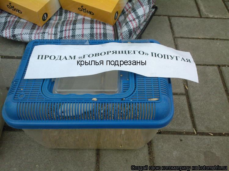 Котоматрица: крылья подрезаны