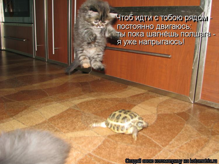Котоматрица: Чтоб идти с тобою рядом Чтоб идти с тобою рядом - постоянно двигаюсь: ты пока шагнёшь полшага - я уже напрыгаюсь!