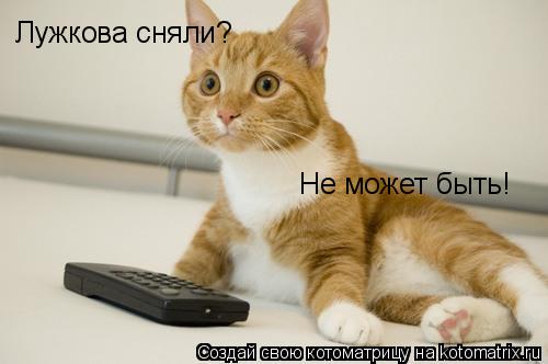 Котоматрица: Лужкова сняли? Не может быть!