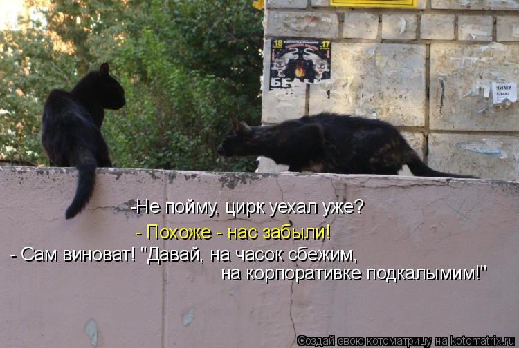 Котоматрица: -Не пойму, цирк уехал уже? - Похоже - нас забыли! - Сам виноват! "Давай, на часок сбежим,  на корпоративке подкалымим!"
