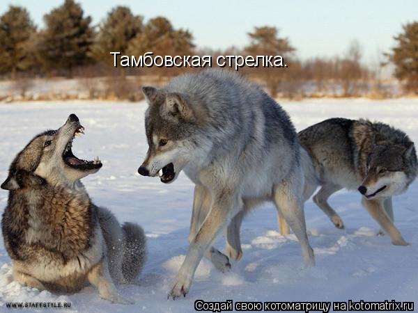 Котоматрица: Тамбовская стрелка.