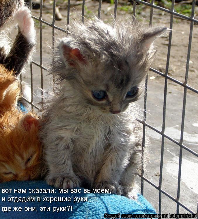 Котоматрица: вот нам сказали: мы вас вымоем,  и отдадим в хорошие руки ... где же они, эти руки?!