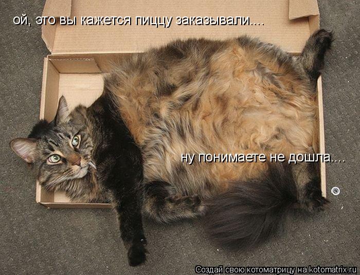 Котоматрица: ой, это вы кажется пиццу заказывали.... ну понимаете не дошла....