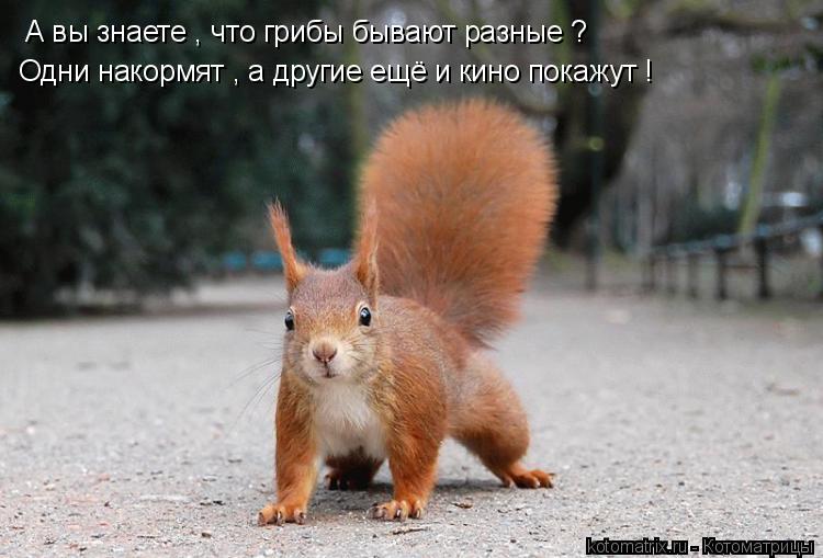 Котоматрица: А вы знаете , что грибы бывают разные ?  Одни накормят , а другие ещё и кино покажут !