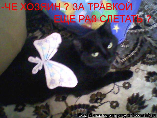 Котоматрица: -ЧЕ ХОЗЯИН ? ЗА ТРАВКОЙ ЕЩЕ РАЗ СЛЕТАТЬ? -ЧЕ ХОЗЯИН ? ЗА ТРАВКОЙ  ЕЩЕ РАЗ СЛЕТАТЬ ?