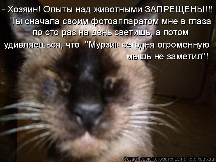 Котоматрица: - Хозяин! Опыты над животными ЗАПРЕЩЕНЫ!!! по сто раз на день светишь, а потом удивляешься, что  "Мурзик сегодня огроменную мышь не заметил"! Ты