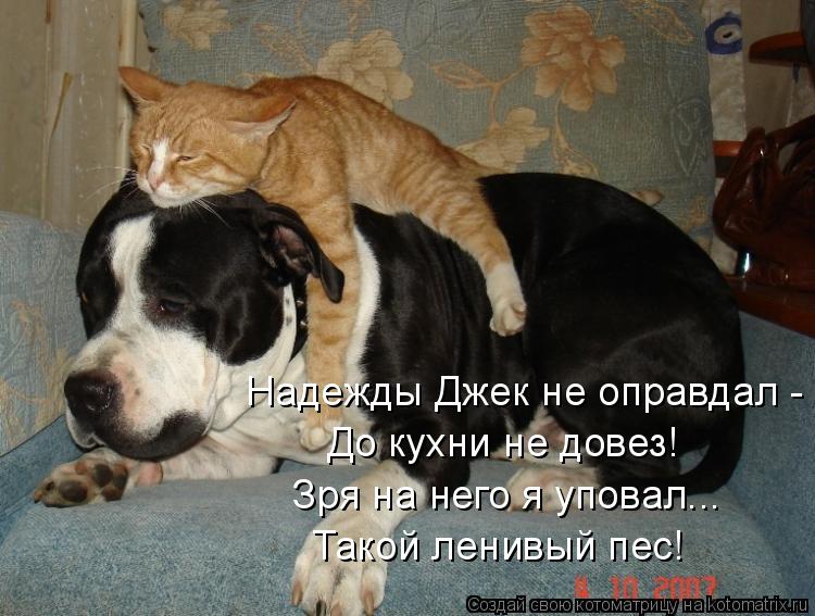 Надежды Джек не оправдал - До кухни не довез! Такой ленивый пес! Зря на него я уповал...... Котоматрица: Надежды Джек не оправдал - До кухни не довез! Такой ленивый пес! Зря на него я уповал...