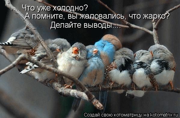 Котоматрица: Что уже холодно? А помните, вы жаловались, что жарко? Делайте выводы....