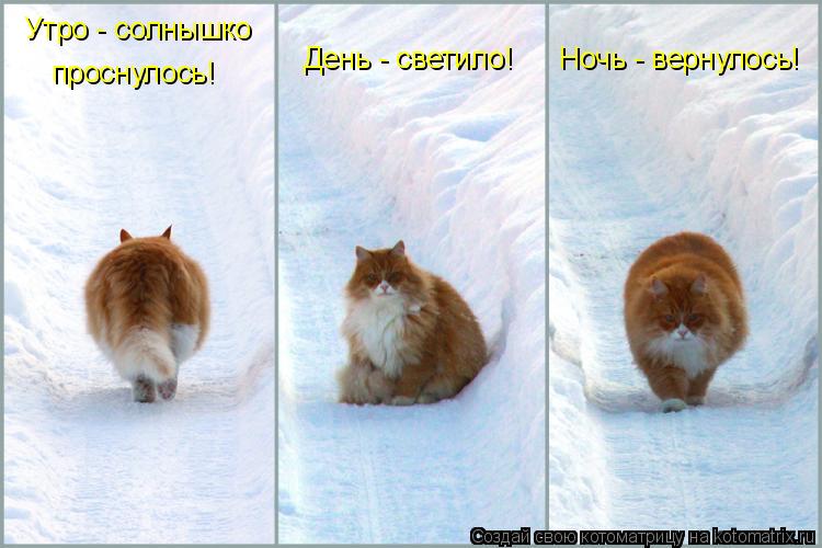 Котоматрица: Утро - солнышко  проснулось! День - светило! Ночь - вернулось!