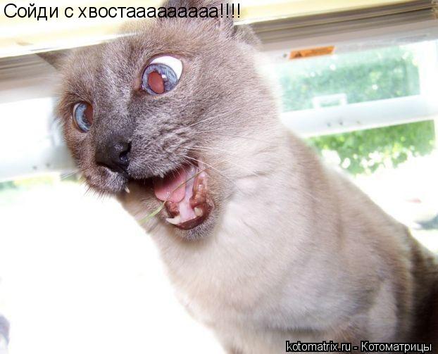 Котоматрица: Сойди с хвостааааааааа!!!!