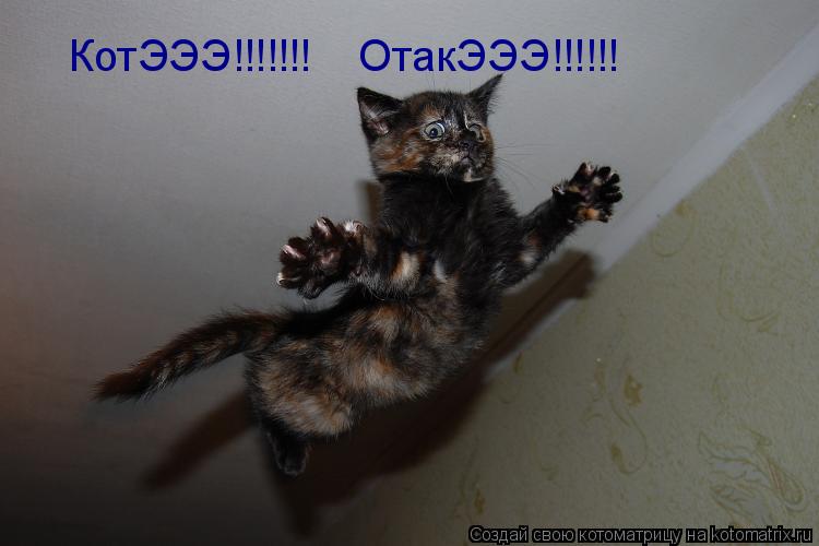 Котоматрица: КотЭЭЭ!!!!!!!    ОтакЭЭЭ!!!!!!