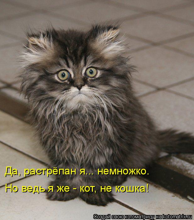 Котоматрица: Да, растрёпан я... немножко.  Но ведь я же - кот, не кошка!