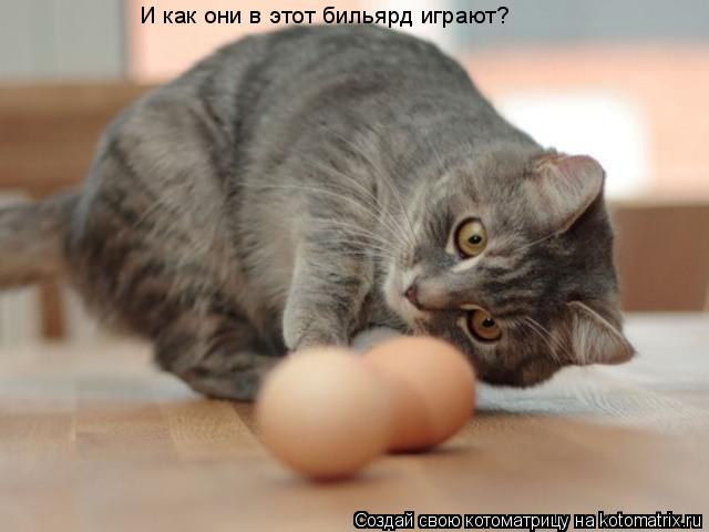 И как они в этот бильярд играют?... Котоматрица: И как они в этот бильярд играют?