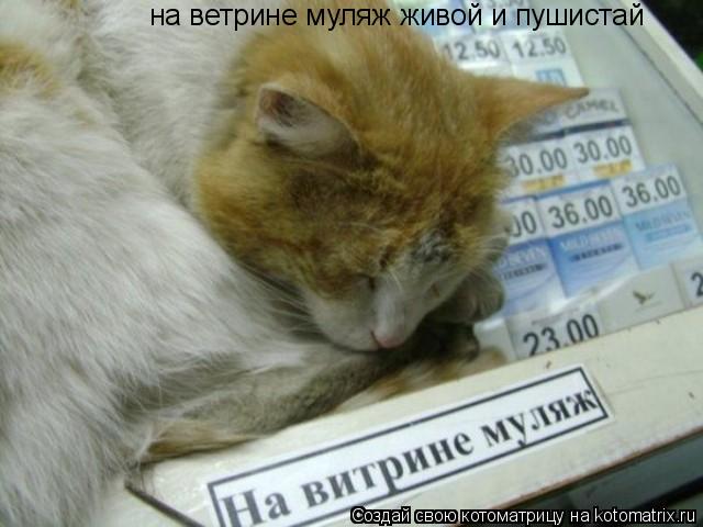 Котоматрица: на ветрине муляж живой и пушистай