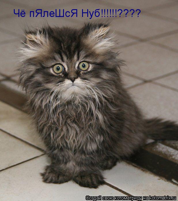 Котоматрица: Чё пЯлеШсЯ Нуб!!!!!!????