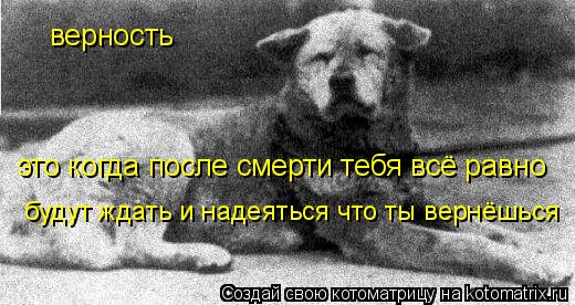 Котоматрица: верность это когда после смерти тебя всё равно будут ждать и надеяться что ты вернёшься