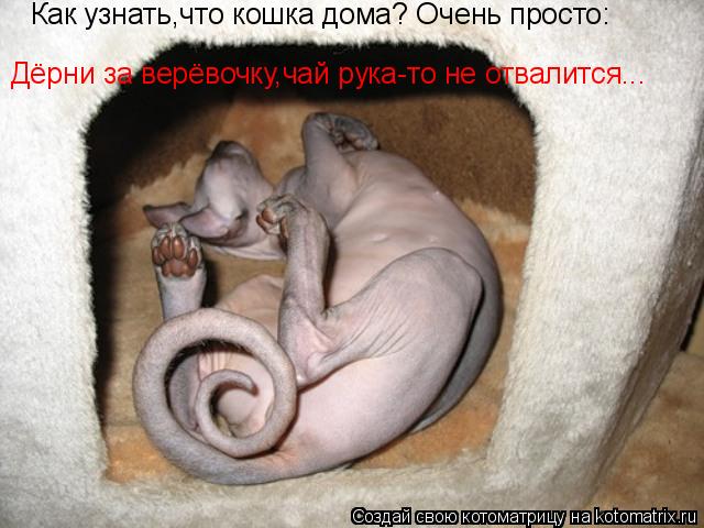 Как узнать,что кошка дома? Очень просто: Дёрни за верёвочку,чай рука-то не отвалится...... Котоматрица: Как узнать,что кошка дома? Очень просто: Дёрни за верёвочку,чай рука-то не отвалится...
