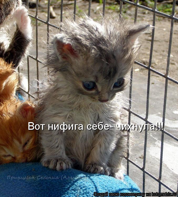 Вот нифига себе- чихнула!!!... Котоматрица: Вот нифига себе- чихнула!!!