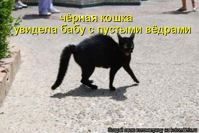 чёрная кошка увидела бабу с пустыми вёдрами... Котоматрица: чёрная кошка увидела бабу с пустыми вёдрами