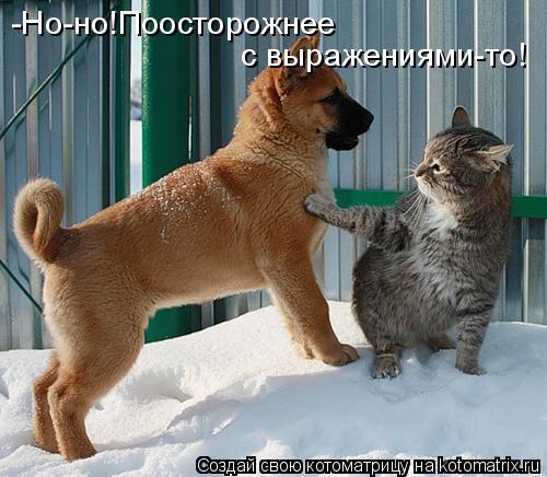 -Но-но!Поосторожнее с выражениями-то!... Котоматрица: -Но-но!Поосторожнее с выражениями-то!
