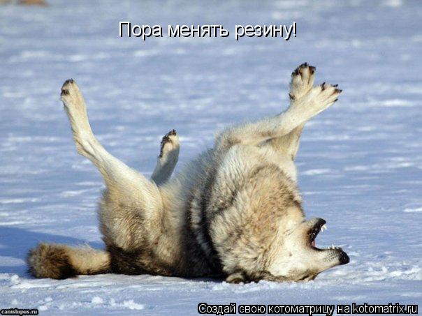 Пора менять резину!... Котоматрица: Пора менять резину!