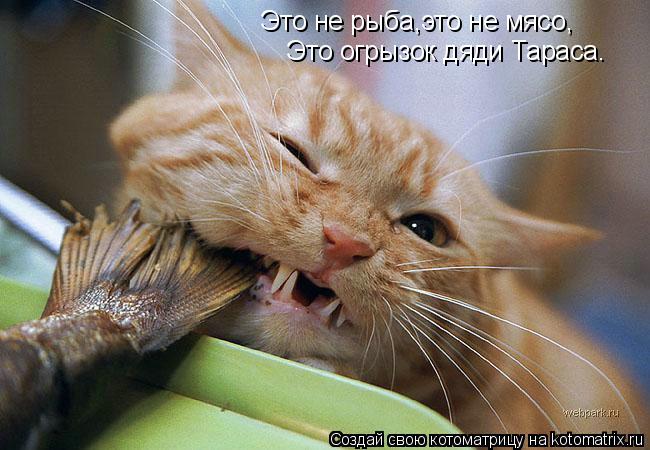 Это не рыба,это не мясо, Это огрызок дяди Тараса.... Котоматрица: Это не рыба,это не мясо, Это огрызок дяди Тараса.
