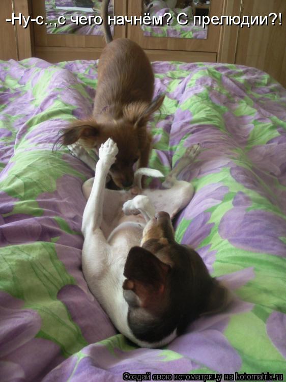 -Ну-с..,с чего начнём? С прелюдии?!... Котоматрица: -Ну-с..,с чего начнём? С прелюдии?!