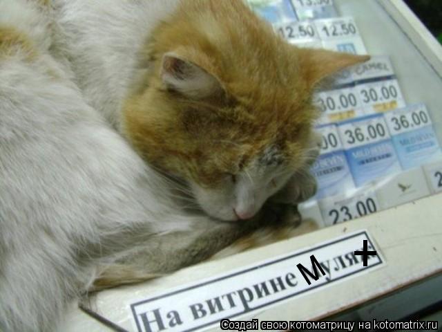 М +... Котоматрица: М +