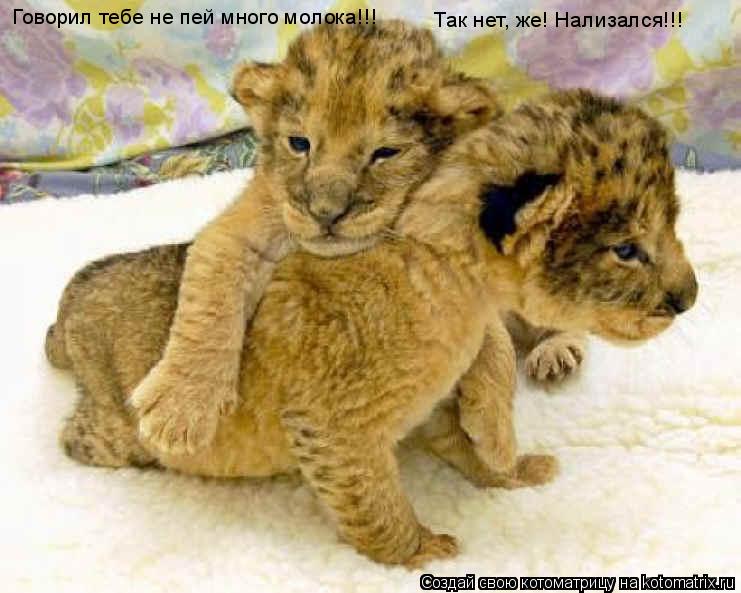 Говорил тебе не пей много молока!!! Так нет, же! Нализался!!!... Котоматрица: Говорил тебе не пей много молока!!! Так нет, же! Нализался!!!