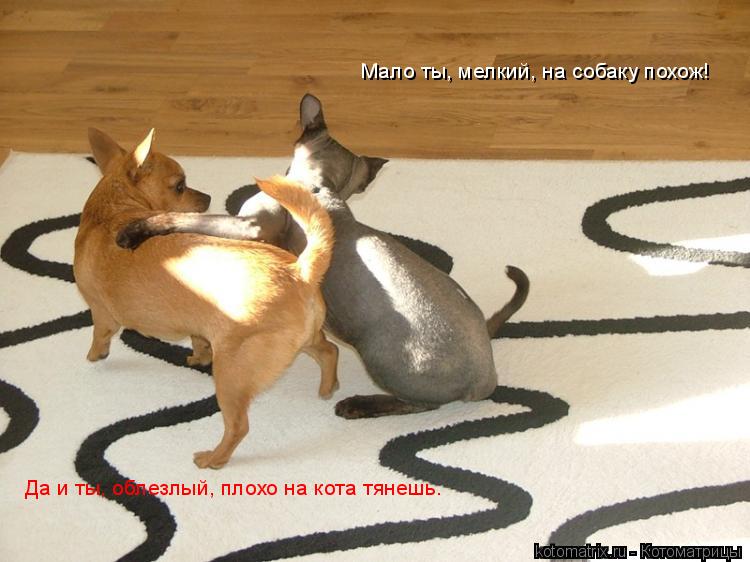 Мало ты, мелкий, на собаку похож! Да и ты, облезлый, плохо на кота тянешь…... Котоматрица: Мало ты, мелкий, на собаку похож! Да и ты, облезлый, плохо на кота тянешь…