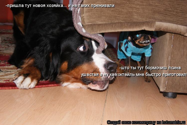 Котоматрица: -пришла тут новоя хозяйка... и не таких преживали -што ты тут бормочиш псина  ушастая а ну ка коктейль мне быстро приготовил!!