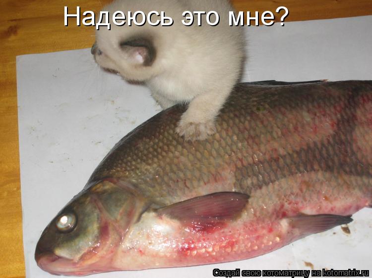 Котоматрица: Надеюсь это мне?