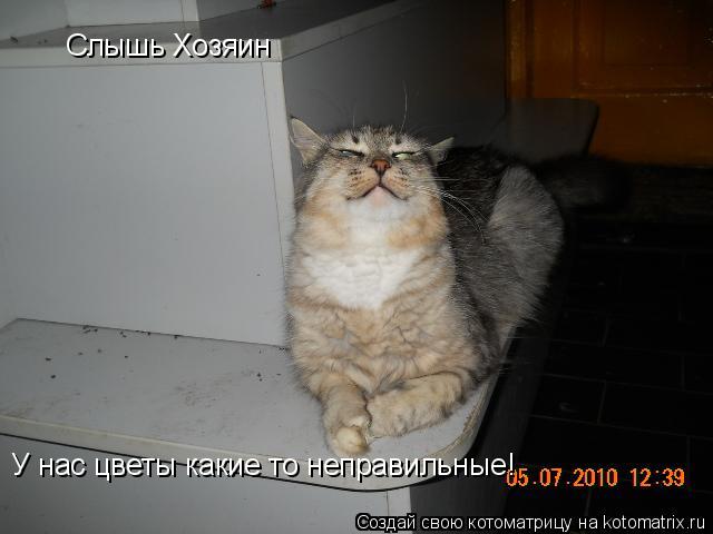 Котоматрица: Слышь Хозяин У нас цветы какие то неправильные!