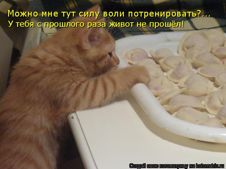 Котоматрица: Можно мне тут силу воли потренировать?... У тебя с прошлого раза живот не прошёл!