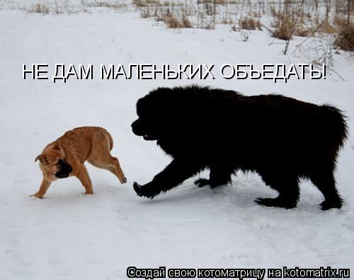 Котоматрица: НЕ ДАМ МАЛЕНЬКИХ ОБЪЕДАТЬ!