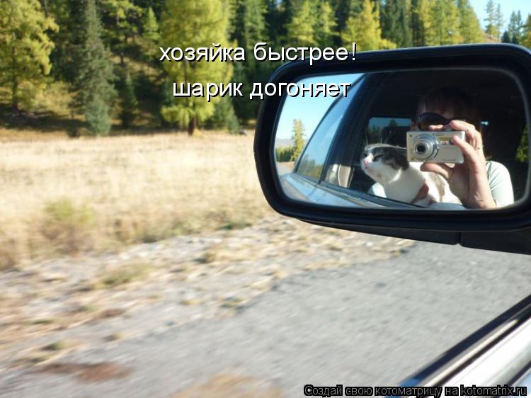 Котоматрица: хозяйка быстрее! шарик догоняет