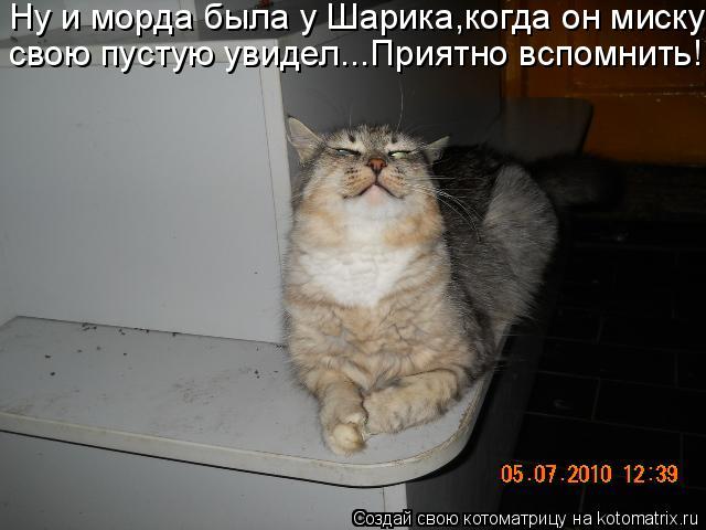 Котоматрица: Ну и морда была у Шарика,когда он миску свою пустую увидел...Приятно вспомнить!