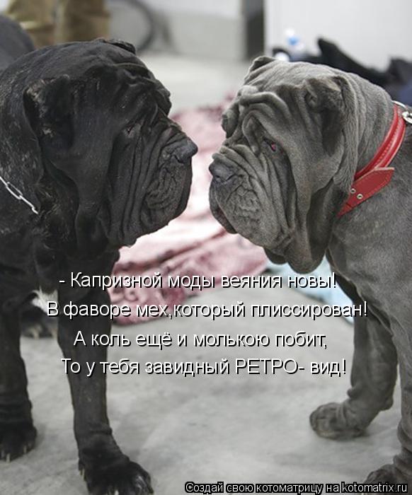 Котоматрица: - Капризной моды веяния новы! В фаворе мех,который плиссирован! А коль ещё и молькою побит, То у тебя завидный РЕТРО- вид!