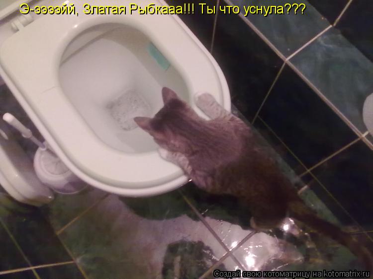 Котоматрица: Э-ээээйй, Златая Рыбкааа!!! Ты что уснула???