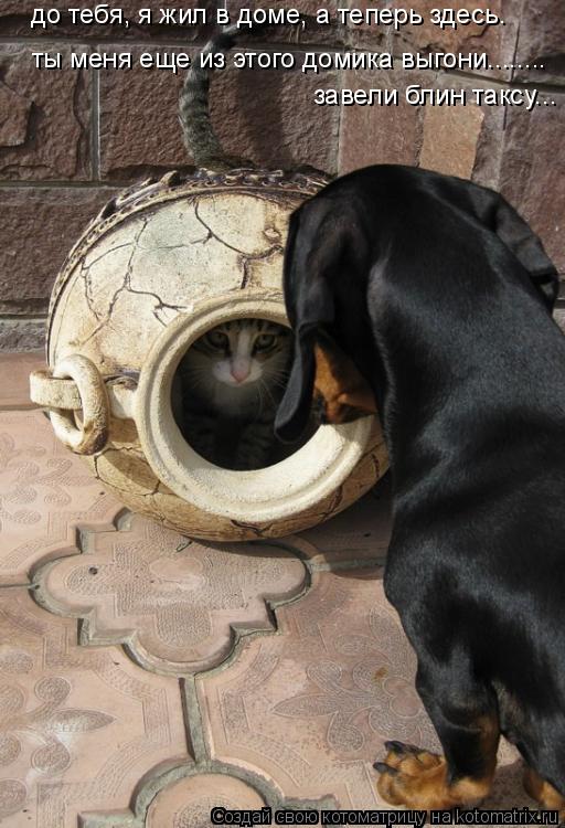 Котоматрица: до тебя, я жил в доме, а теперь здесь. ты меня еще из этого домика выгони........ завели блин таксу...