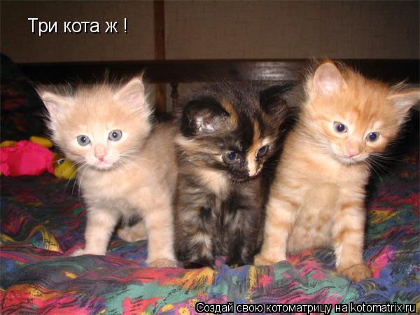 Котоматрица: Три кота ж !