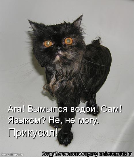 Котоматрица: Ага! Вымылся водой! Сам! Языком? Не, не могу.   Прикусил!