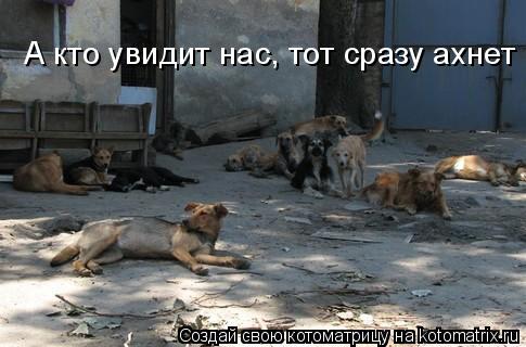 Котоматрица: А кто увидит нас, тот сразу ахнет