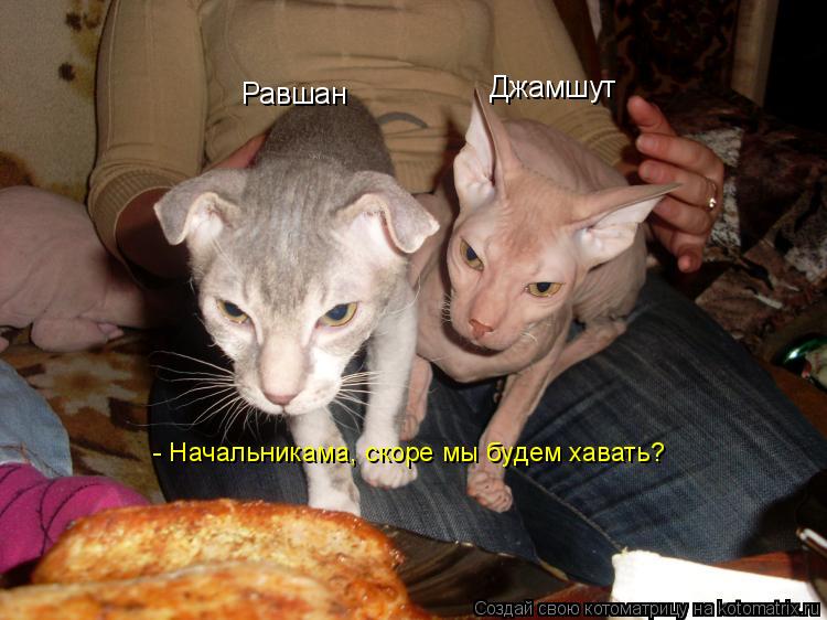 Котоматрица: Равшан Джамшут - Начальникама, скоре мы будем хавать?