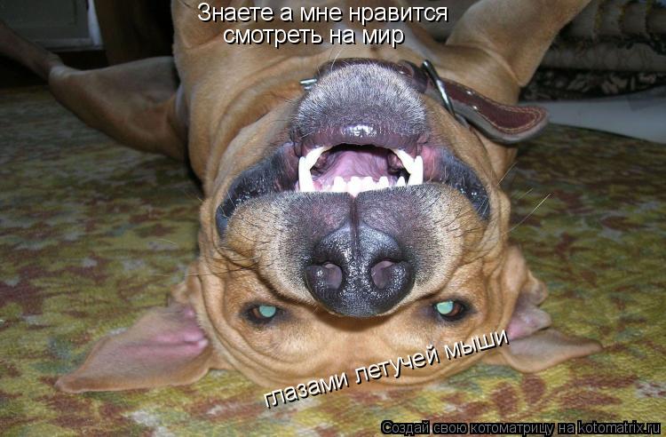 Котоматрица: Знаете а мне нравится смотреть на мир глазами летучей мыши