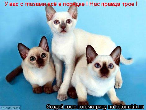 Котоматрица: У вас с глазами всё в порядке ! Нас правда трое !