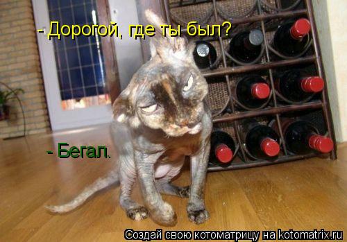 Котоматрица: - Дорогой, где ты был? - Бегал.