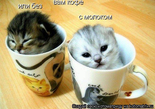 Котоматрица: вам кофе с молоком или без