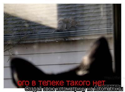 Котоматрица: ого в телеке такого нет